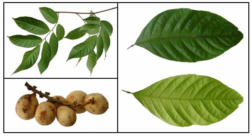 معرفی و راهنمای پرورش درختان میوه - لانگَست